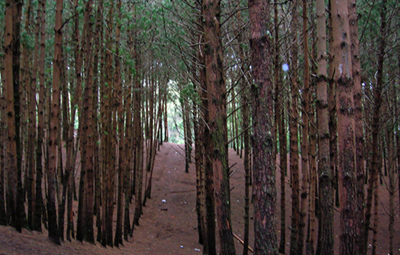  Pine Forest Kodaikanal