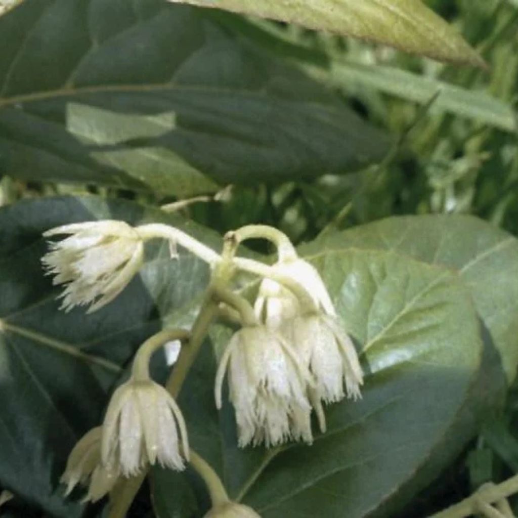 Shola Herbs Kodaikanal