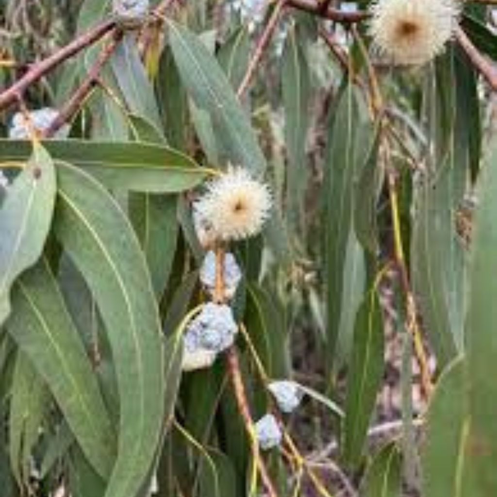 Kodaikanal Natural Herbal