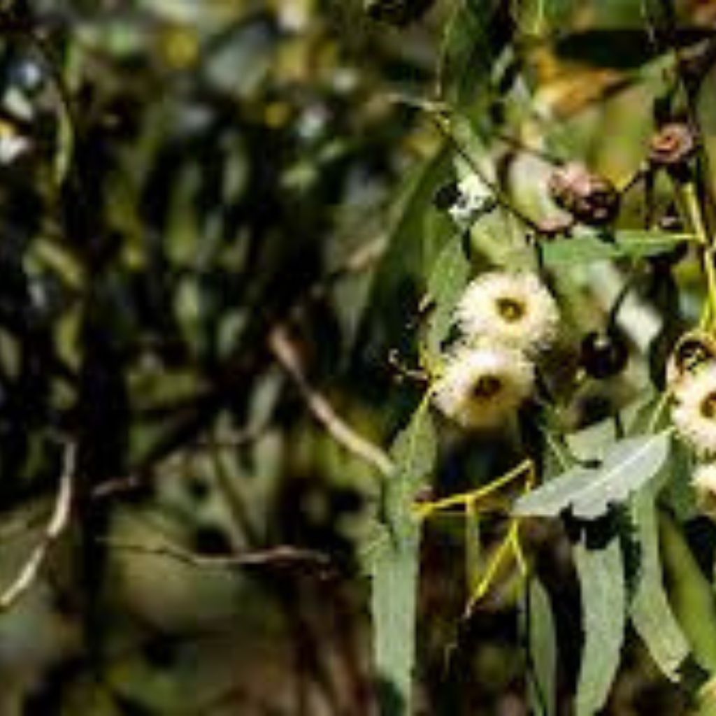 Nilgiri Blue Gum Kodaikanal