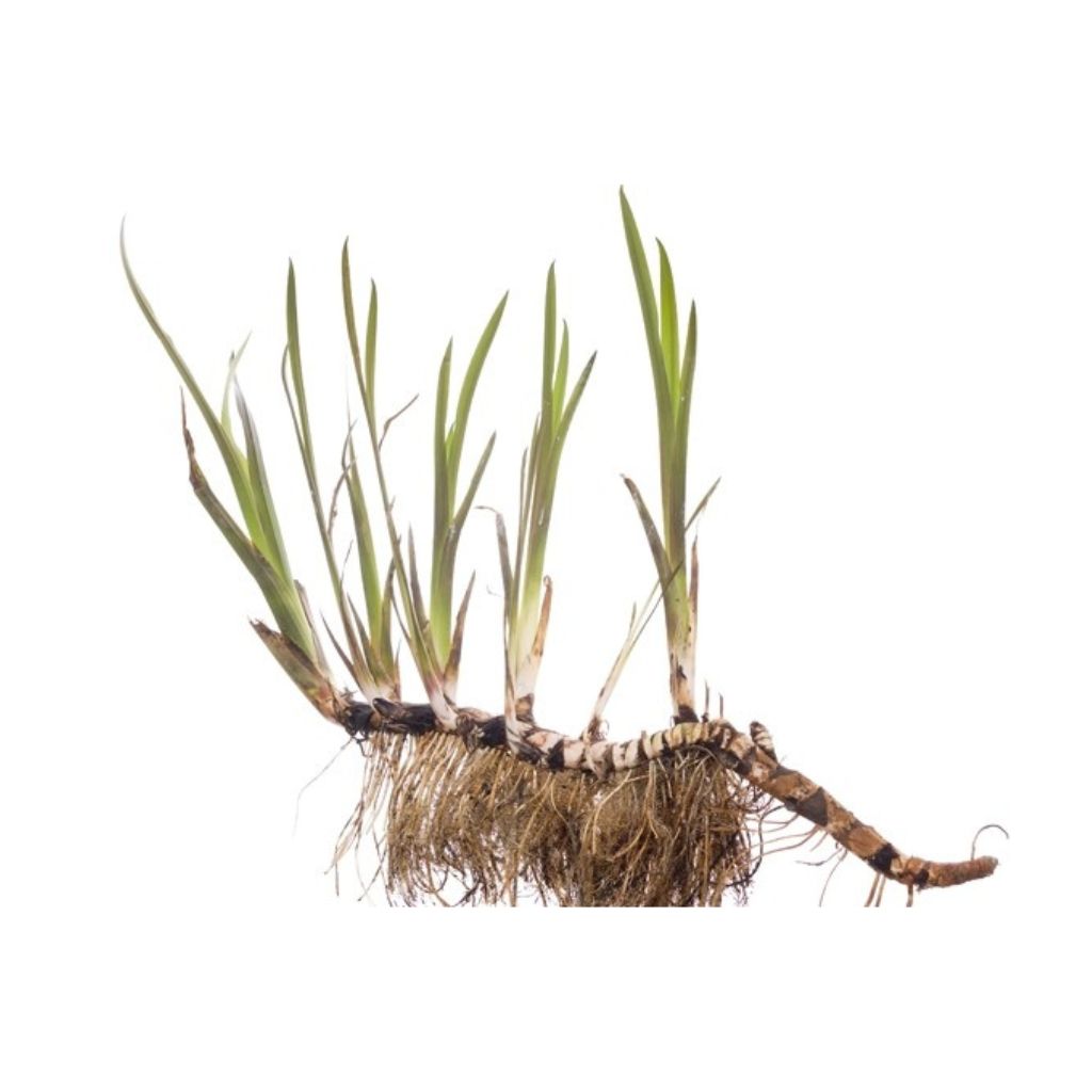 Native Medicinal Roots Kodaikanal